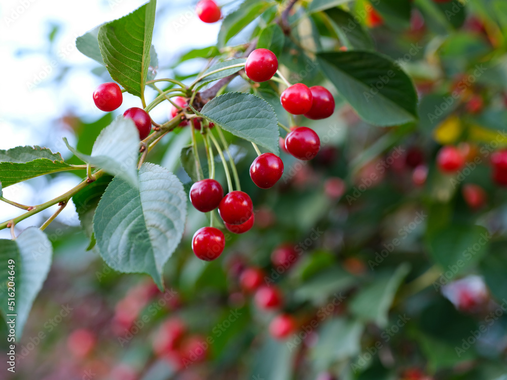 A branch of a cherry tree with ripe cherries on it