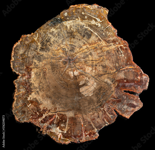 Piece of petrified wood on black background