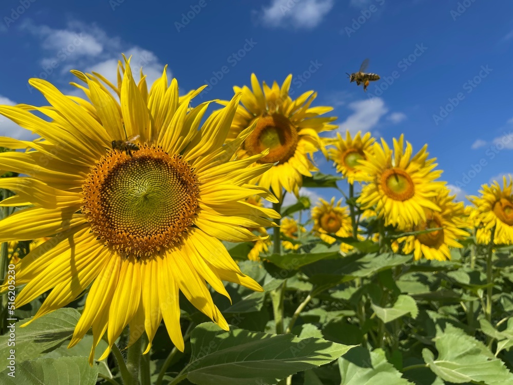 Fototapeta premium Sonnenblumen auf einem Feld mit blauem Himmel leicht bewölkt mit Bienen