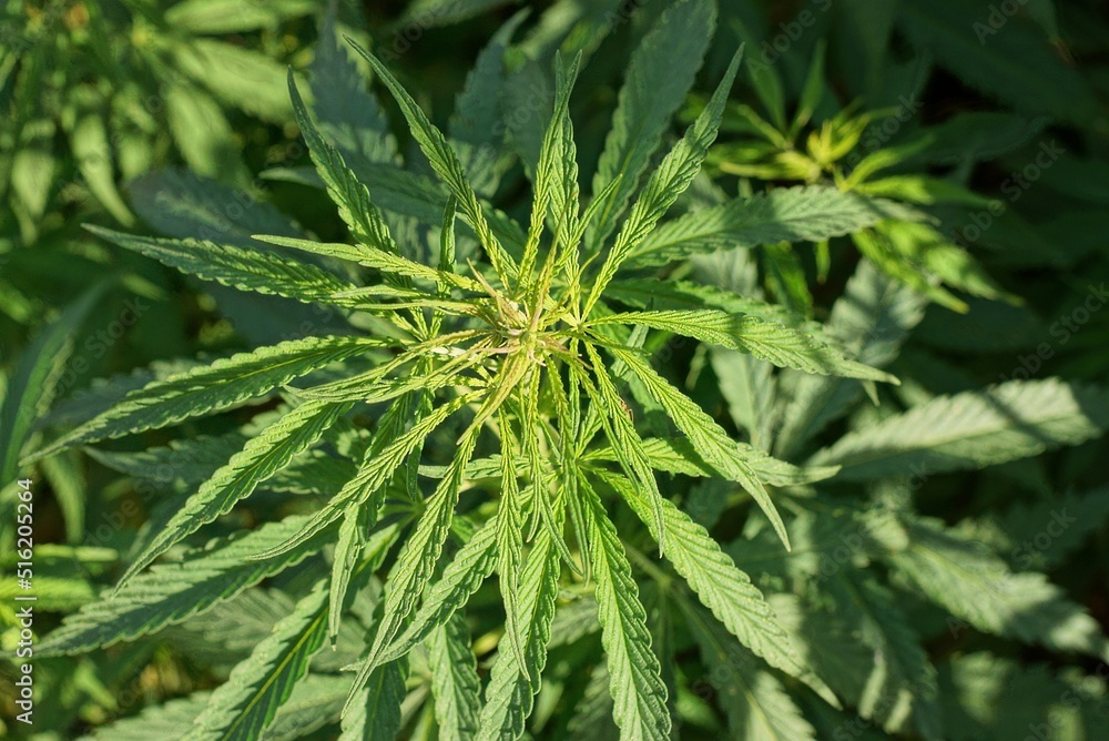 one green bush of wild hemp plant with leaves in nature one green bush of wild hemp plant with leaves in nature