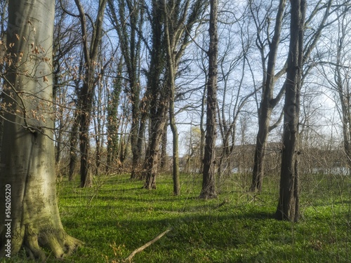 Fototapeta Naklejka Na Ścianę i Meble -  A nice view while I'm walking through the forest 
