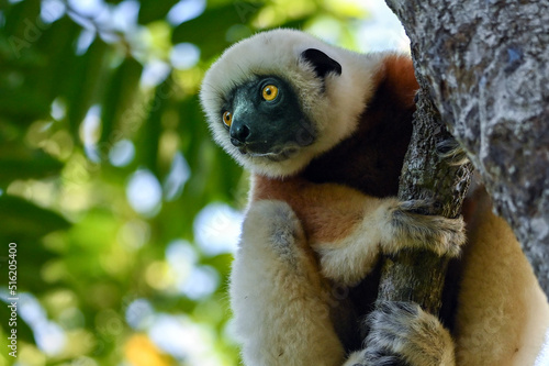 Fototapeta Naklejka Na Ścianę i Meble -  Coquerel sifaka lemur (Propithecus coquereli) – He climbs the tree Ylang ylang, Madagascar nature