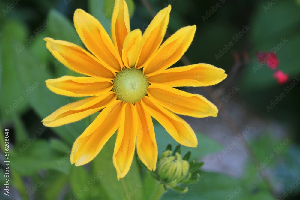 Marguerite jaune Marguerite jaune