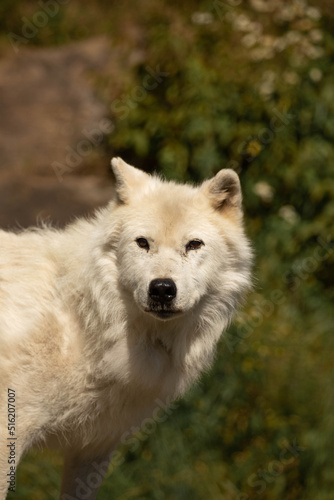 Close up photo of an Arctic wolf. It is a summer day and the light is hard. 