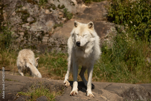 Photo of an arctic wolf standing on a rock. It has his eyes close.