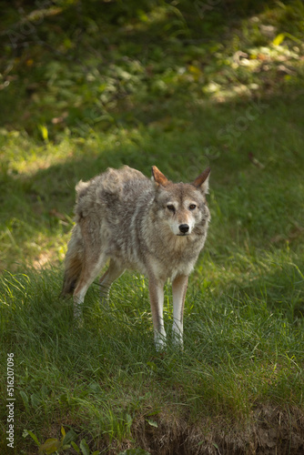 Photo of a coyote in a field. It is July and he is shedding his fur. 