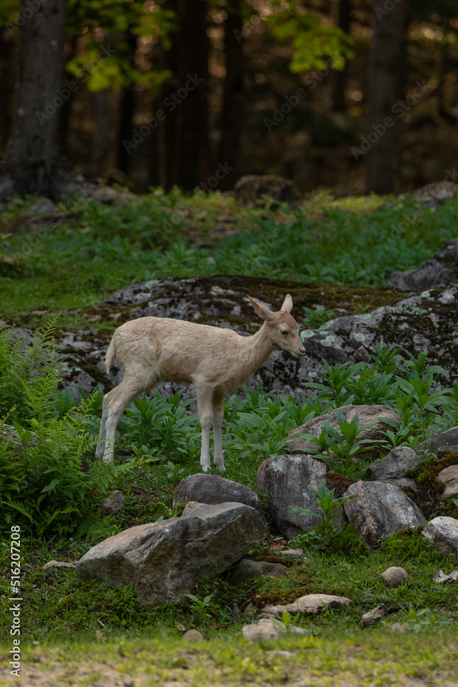 Nature photo of a fallow deer fawn standing in a forest all by itself. It is summer and the grass is green.