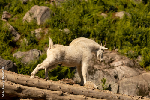 Summer portrait of a Rocky Mountain Goat stretching at a wildness park. It is sunny. 