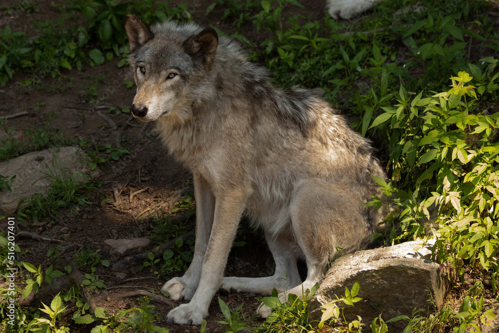 Portrait of a female grey wolf sitting in a shaded spot of the forest. It is summer and the weather is hot. 