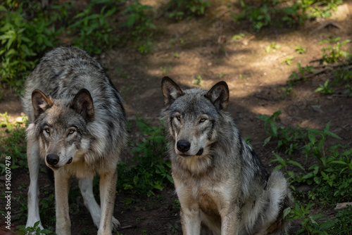 Photo of two female grey wolves sitting in the forest. They are in the shade on a warm summer day. © Angela