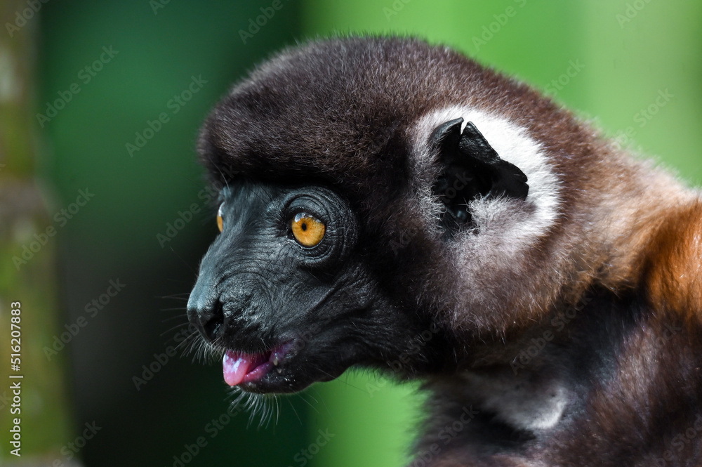 Fototapeta premium Crowned sifaka lemur (Propithecus coronatus) – portrait, , Madagascar nature