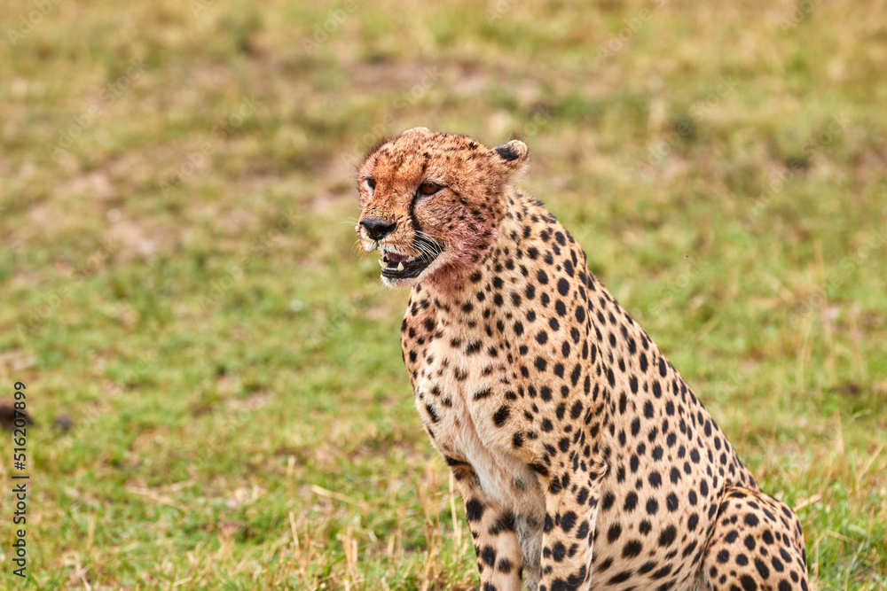 Cheetah on the plains at the Masai Mara. Cheetah on the plains at the Masai Mara.