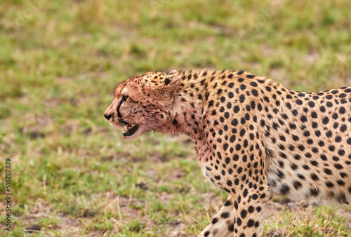 Cheetah on the plains at the Masai Mara.