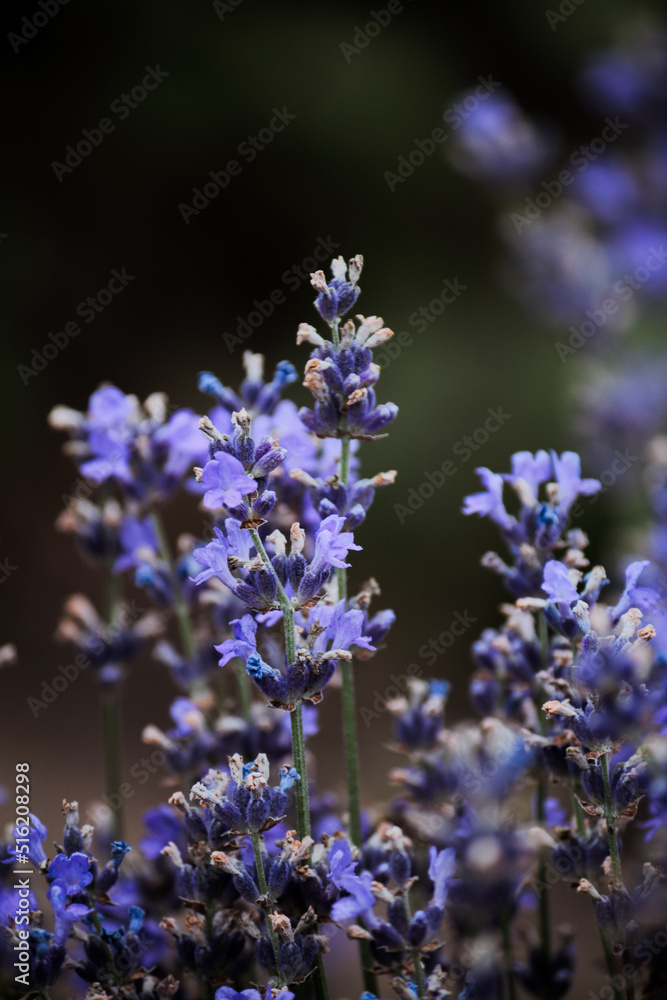 Fototapeta premium A thicket of lilac-blue lavender with green leaves 