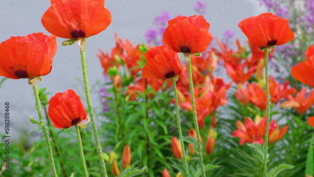 red tulips against the background of green grass, tulips in a flower bed, fine summer day red tulips against the background of green grass, tulips in a flower bed, fine summer day