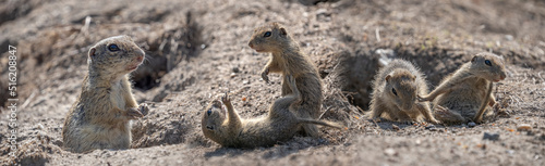 European ground squirrel, Spermophilus citellus