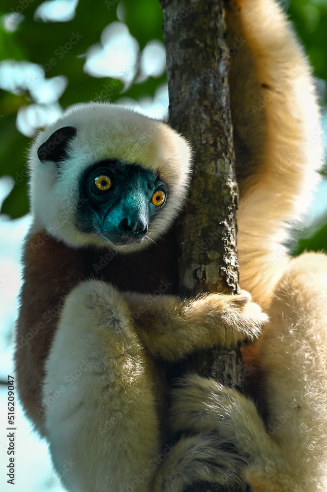 Fototapeta premium Coquerel sifaka lemur (Propithecus coquereli) – portrait, Madagascar nature