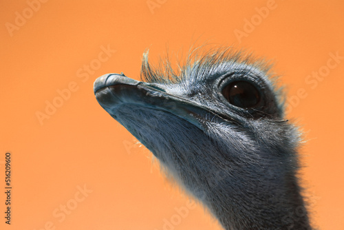 Photo of a funny portrait of an ostrich