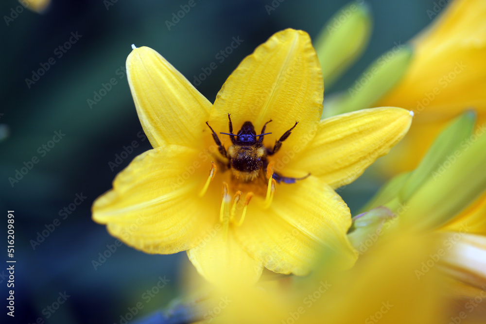 Background yellow lily with bumblebee Background yellow lily with bumblebee