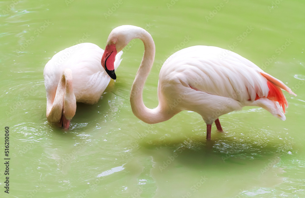Naklejka premium Pair of pink flamingos in green water