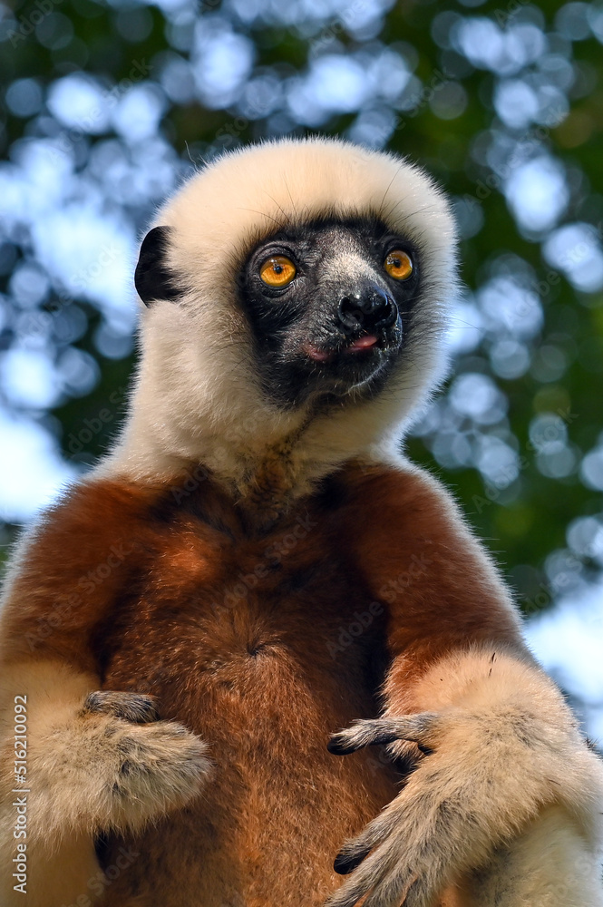 Obraz premium Coquerel sifaka lemur (Propithecus coquereli) – portrait, Madagascar nature