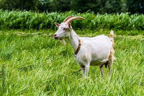 Fotografie Domestic goat grazes in thick green grass.