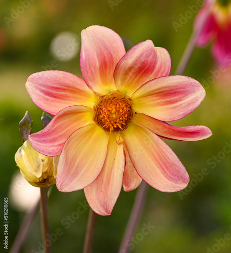 Beautiful close-up of a bicolor dahlia