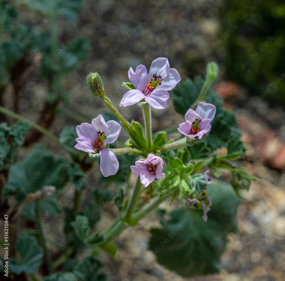 Pelargonium crassicaule. Succulent pelargonium with small grey leaves. Pelargonium crassicaule. Succulent pelargonium with small grey leaves.