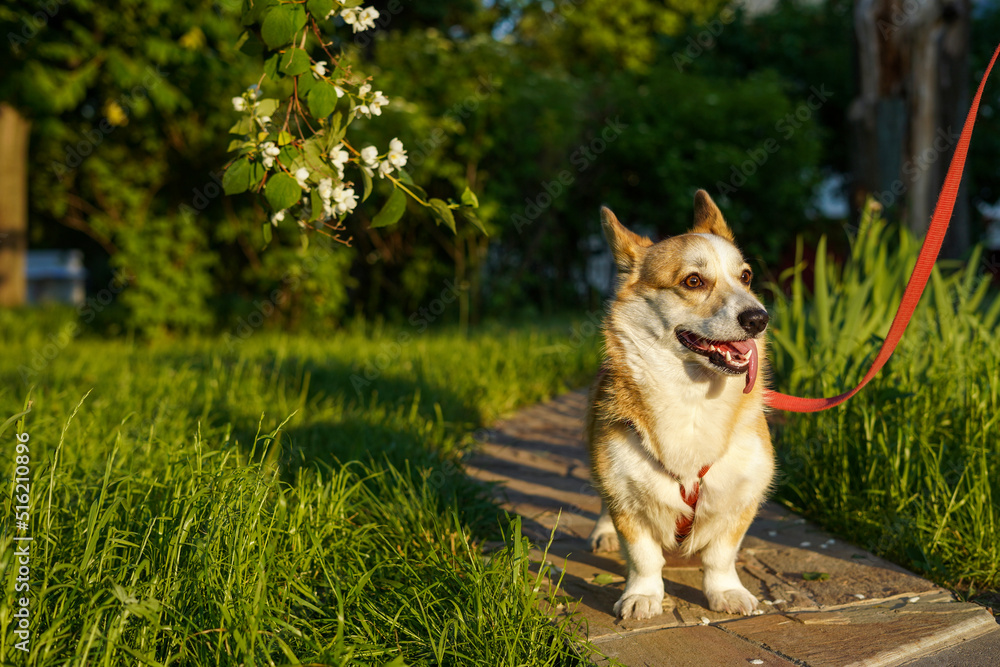 Red Welsh Corgi Pembroke dog on the path among grass in a park in sunny summer day