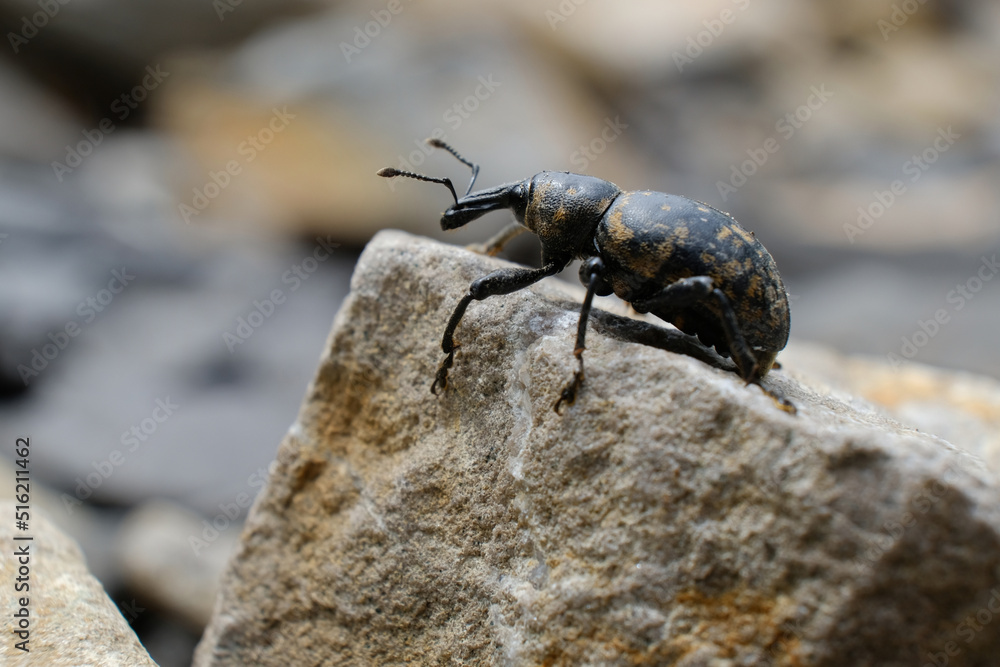 Close-up of beetle Liparus glabrirostris. It occurs most often in the mountains. Met in Low Beskid, Poland Close-up of beetle Liparus glabrirostris. It occurs most often in the mountains. Met in Low Beskid, Poland
