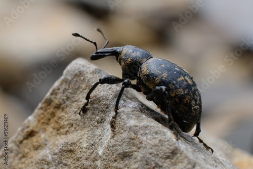 Close-up of beetle Liparus glabrirostris. It occurs most often in the mountains. Met in Low Beskid, Poland