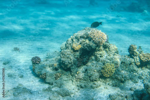 Fototapeta Naklejka Na Ścianę i Meble -  Underwater World of the Re Sea Coral Reef near Marsa Alam city, Egypt