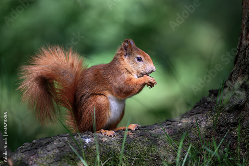 Little rusty squirrel runs and jumps around the park looking for nuts. © Martin