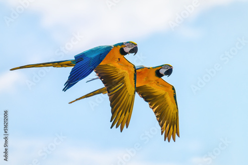 Released parrots fly over the meadow.