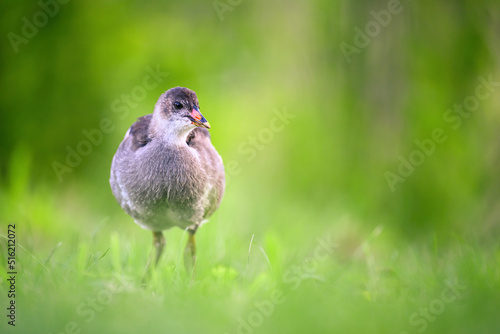 A baby duck walks around the stream looking for food.