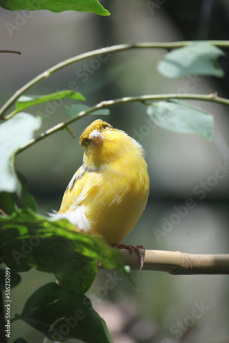 фотографія The golden yellow Serinus canaria domestic canary pauses on a branch in between
