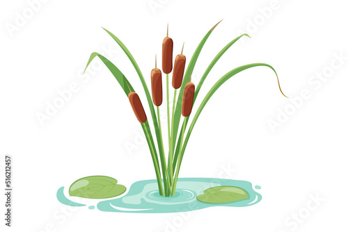 Pond with reeds and leaves. Lake vegetation icon.