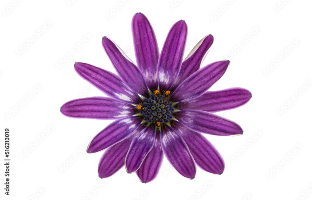Osteosperumum Flower Daisy Isolated Osteosperumum Flower Daisy Isolated