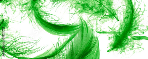 green duck feathers on a white isolated background