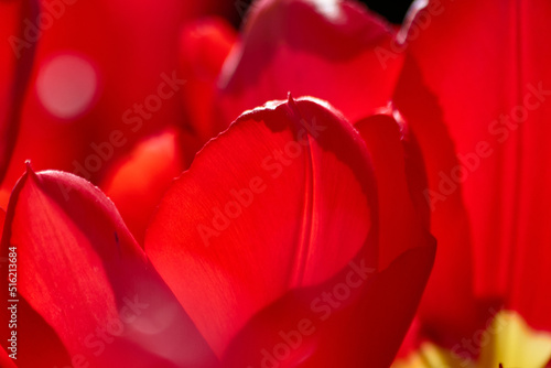 Fotografi Marvellous Red Tulips