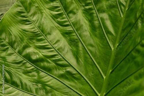 A green Leaf Texture background with veins