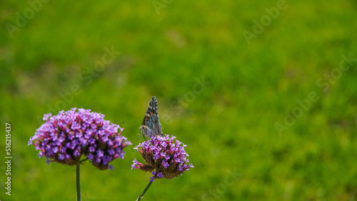 Mariposa Vanessa cardui , La vanesa de los cardos es una especie de lepidóptero ditrisio de la familia Nymphalidae. Es una de las mariposas de mayor distribución geográfica,