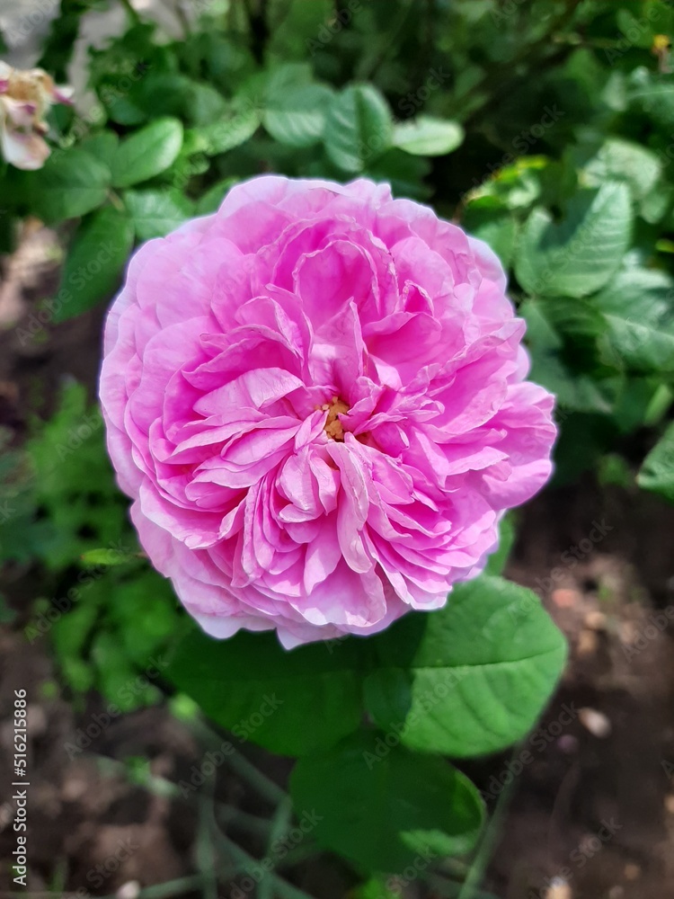 pink flower in garden