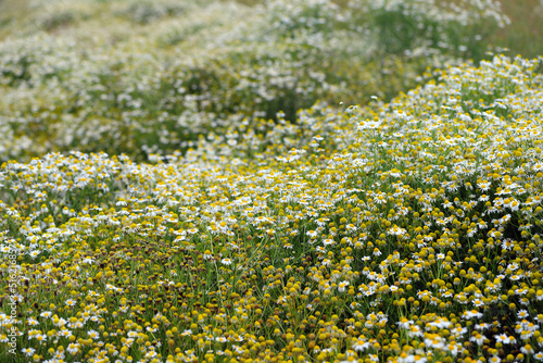 Tripleurospermum maritimum (syn. Matricaria maritima) is a species of flowering plant in the aster family commonly known as false mayweed or sea mayweed.