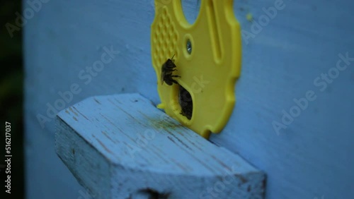 Swarm of Honey Bees flying around beehive in spring field. Bees returning from collecting Honey and Fly back to the Hive