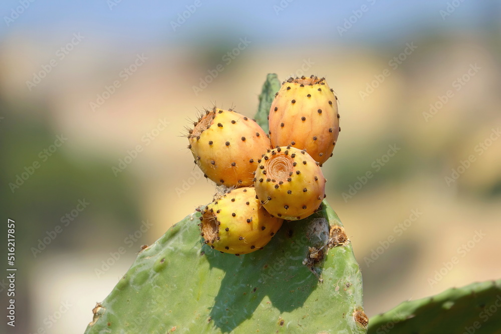 Fruits of Prickly pear cactus with fruits also known as Opuntia, ficus-indica, Indian fig opuntia in Lampedusa, Sicily, Italy Fruits of Prickly pear cactus with fruits also known as Opuntia, ficus-indica, Indian fig opuntia in Lampedusa, Sicily, Italy