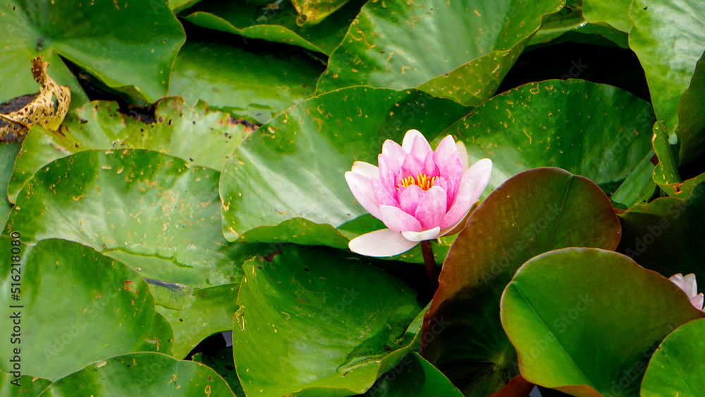 Nymphaea Lotus flower Marliacea Rosea or Pink Water Lily on the water Nymphaea Lotus flower Marliacea Rosea or Pink Water Lily on the water