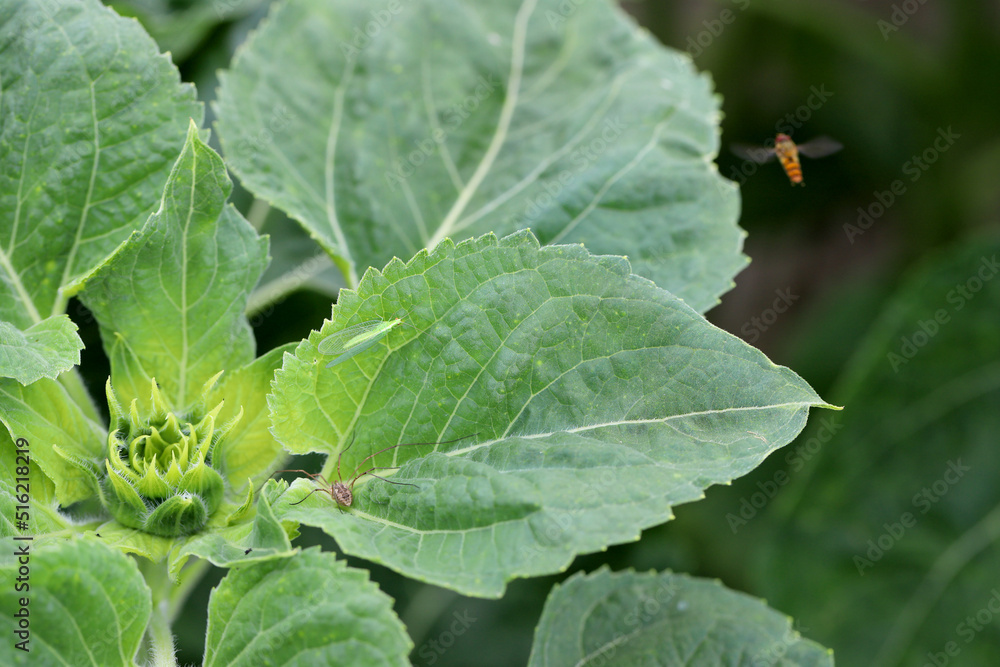 Natural enemies of pests (lacewing - Chrysopa, spider and Hover flie - Syrphidae) on sunflower. Natural enemies of pests (lacewing - Chrysopa, spider and Hover flie - Syrphidae) on sunflower.