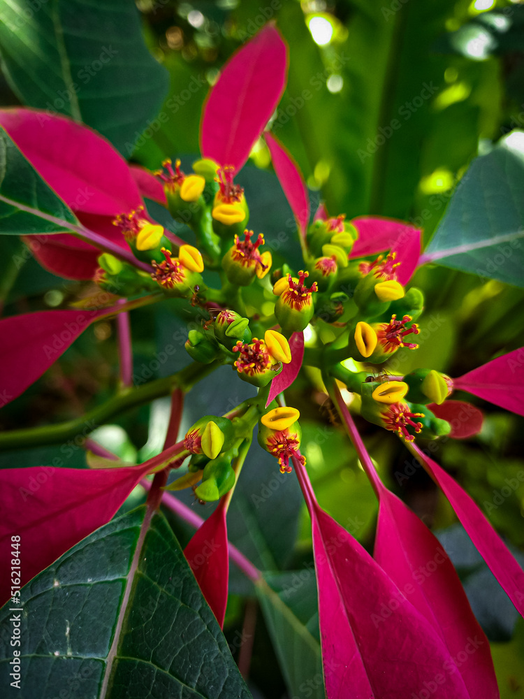 Obraz premium Kastuba, this decorative plant is very tasty to look at.