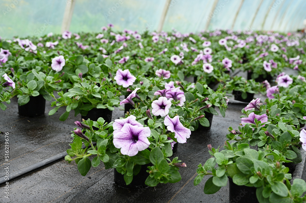 Seedling of petunia flowers with drip irrigation, closeup. Concept of producing flowers in a greenhouse